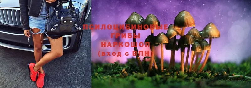 магазин продажи наркотиков  Котлас  Псилоцибиновые грибы Cubensis 